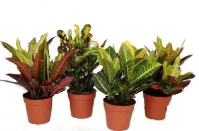 Кодиум Миссис Айстон 13/30