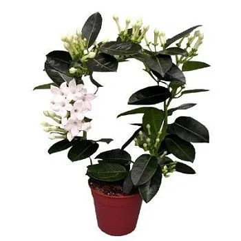 Стефанотис Флорибунда 12/40