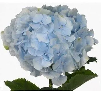 Гидрангия голубая американ; Колумбия фото вживую в руках, состав, цветовая гамма 
