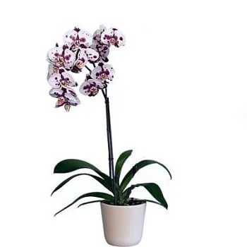 Фаленопсис микс 12/70 1 ств пестрый