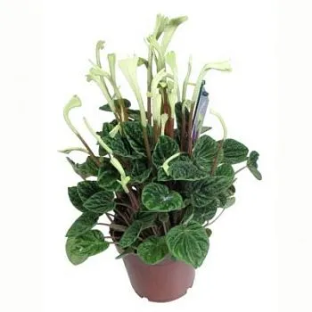 Пеперомия Лилиан 12/30