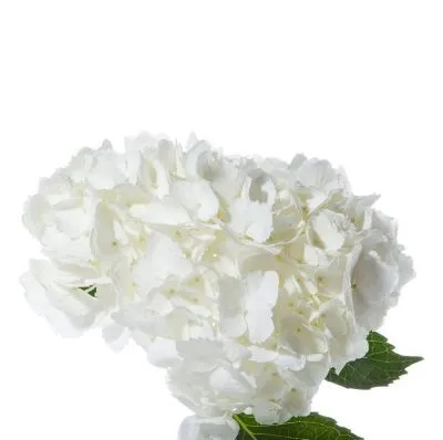 гидрангия Джамбо Вайт; Колумбия фото в интернет-магазине Флоранж