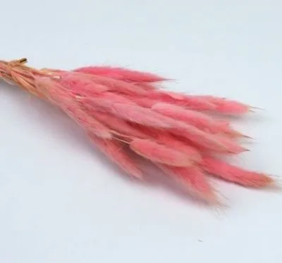 Лагурус цветной, 30шт фото в интернет-магазине Флоранж