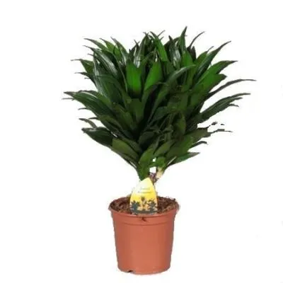 Драцена Драгон микс 12/20