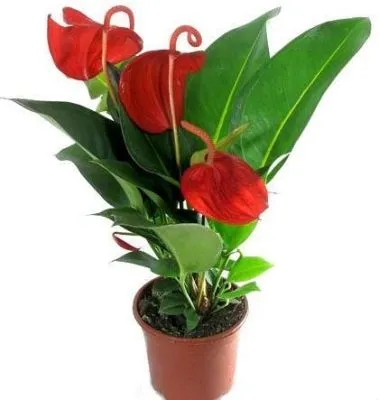 Антуриум Шерцера Микс 14/50 фото в интернет-магазине Флоранж