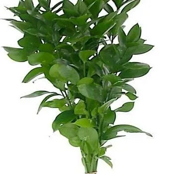 рускус фото вживую в руках, состав, цветовая гамма 