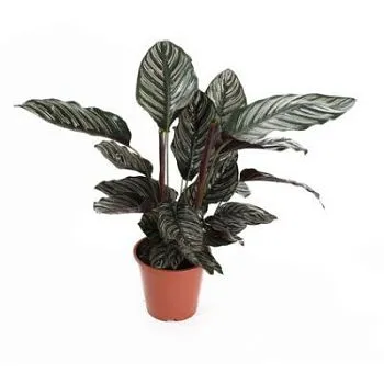 Калатея Сандериана 12/35