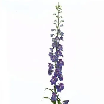 дельфиниум Гардиан Блу фото вживую в руках, состав, цветовая гамма 