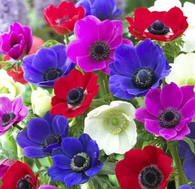 анемон Мистрал Микс фото в интернет-магазине Флоранж