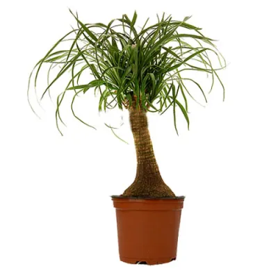 Нолина Бьюкарнея на Штамбе 24/90 фото в интернет-магазине Флоранж