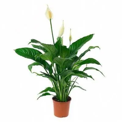 Спатифиллюм Свит Чико 17/70