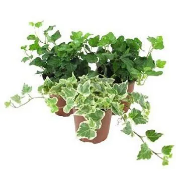 Хедера Микс 13/20