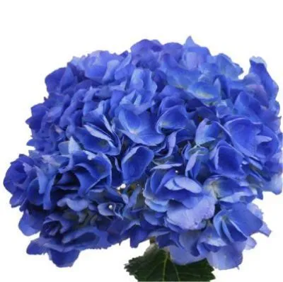 гидрангия Элит Шокинг Дарк Блу; Колумбия фото в интернет-магазине Флоранж