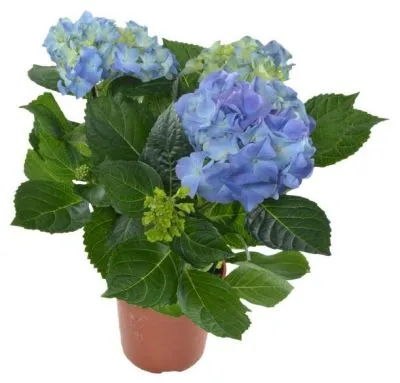 Гидрангия Блу 13/35 фото в интернет-магазине Флоранж