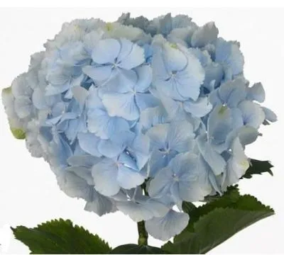 Гидрангия голубая американ; Колумбия фото в интернет-магазине Флоранж