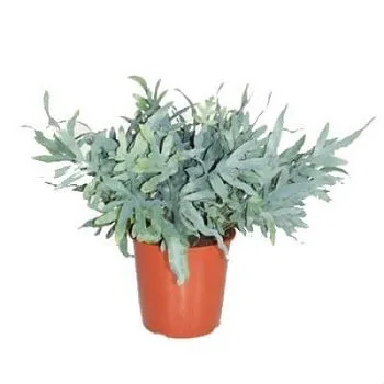 Флебодиум Ауреум 12/30