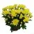 Хризантема кустовая Грандеза Йеллоу 13/30 фото в интернет-магазине Флоранж