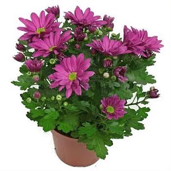 Хризантема кустовая Маргарита Пурпл 13/30