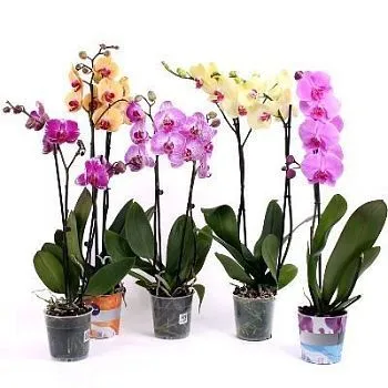 Фаленопсис микс 12/60 2 ств.