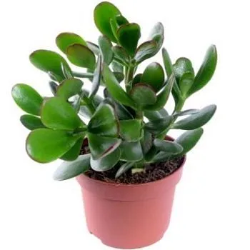 Крассула Овата 12/20