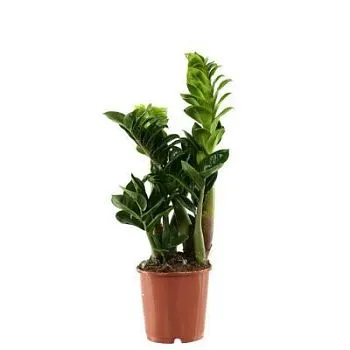 Замиокулкас Зензи 14/40