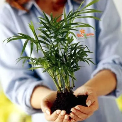 Пересадка растений с подбором кашпо до 50 см фото в интернет-магазине Флоранж