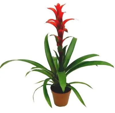 Гузмания Рана 12/40 фото в интернет-магазине Флоранж