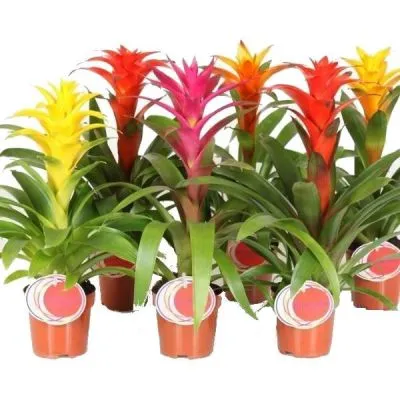 Гузмания Микс 12/40