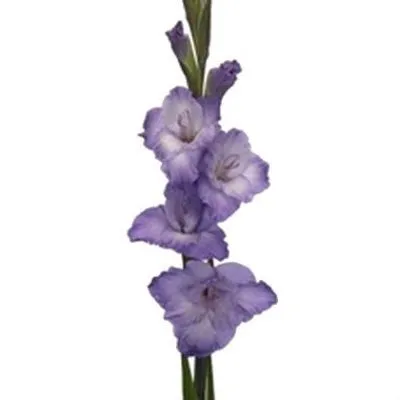 _гладиолус милка