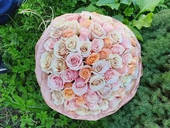 51 розово-кремовая роза в упаковке , состав 51 роза, цвет букета , подходит 