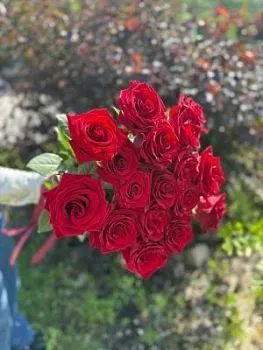 17 красных роз , состав 17 роз, цвет букета Красный, подходит Девушке Маме Ребенку Учителю