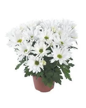 Хризантема кустовая Маргарита Вайт 13/30