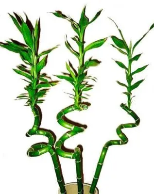 Драцена сандериана Лаки Бамбук 05/30 фото в интернет-магазине Флоранж