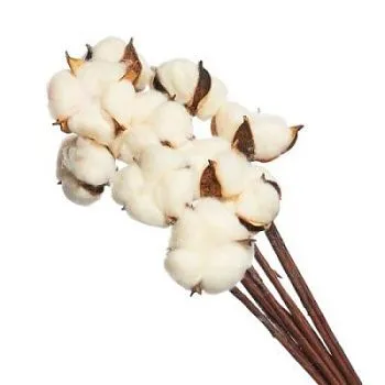 Набор хлопка на вставке 30-40см, 10шт в уп, кремовый