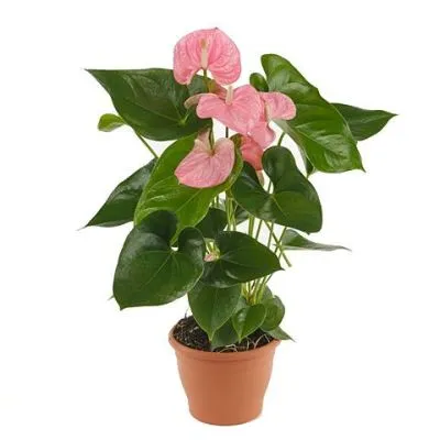 Антуриум андр. Свит Лени 12/50 фото в интернет-магазине Флоранж