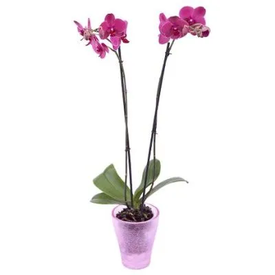 Фаленопсис микс 12/50 2 ств фиолетовый фото в интернет-магазине Флоранж