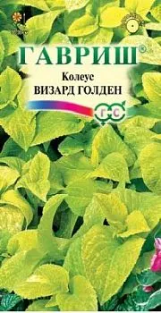 Колеус Визард Голден  (цветной пакет) 4шт; Гавриш