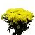 Хризантема кустовая желтая фото вживую в руках, состав, цветовая гамма 