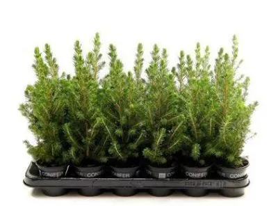 Ель Коника 13/40 фото в интернет-магазине Флоранж