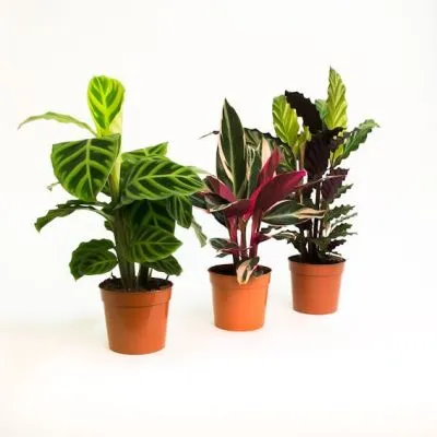 Калатея Микс 12/30  фото в интернет-магазине Флоранж