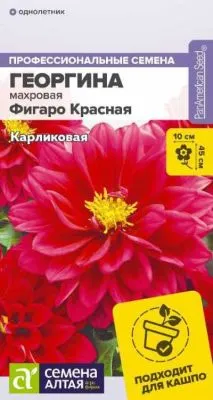 Георгина Фигаро Красная (цветной пакет) 5шт; Семена Алтая фото в интернет-магазине Флоранж
