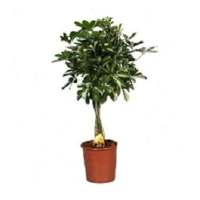 Шефлера Компакта 21/75 штамб фото в интернет-магазине Флоранж