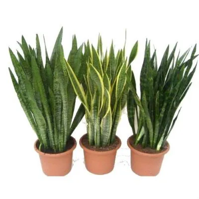 Сансевиерия Микс 06/15 фото в интернет-магазине Флоранж