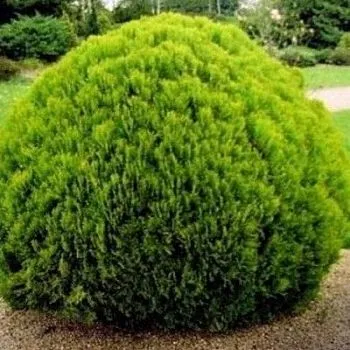 туя западная Даника