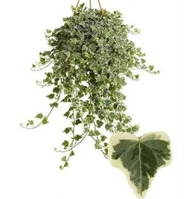 Хедера Вайт Риппл 13/20 фото в интернет-магазине Флоранж