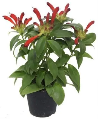 Эсхинантус Каролина 14/40 фото в интернет-магазине Флоранж