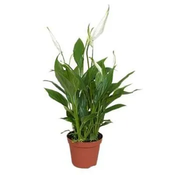 Спатифиллюм Свит Чико 17/60 