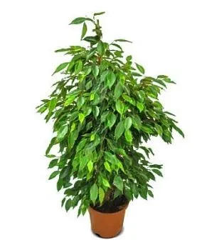 Фикус Бенджамина Анастасия 14/55