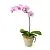 Фаленопсис микс 12/60 1 ств розовый