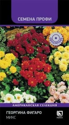 Георгина Фигаро микс (цветной пакет) 10шт; Поиск фото в интернет-магазине Флоранж